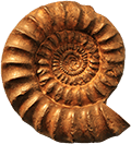 Un fossile