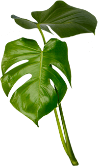 Une plante monsterra